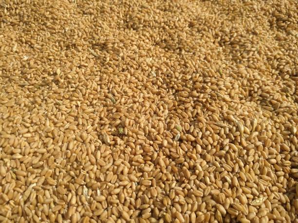 istock Dried wheat seeds arranged as texture background. Nepal 1220258266