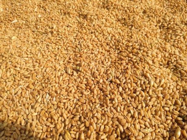 istock Dried wheat seeds arranged as texture background. Nepal 1220258271