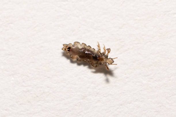 istock Louse macro on white paper background 1220258274