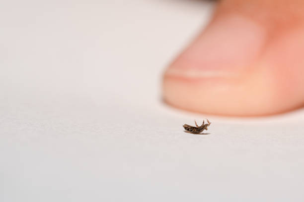 louse макро на белом фоне бумаги и палец детей - lyme disease стоковые фото и изображения