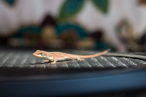 Brown green anole lizard on patio chair in backyard - selective focus