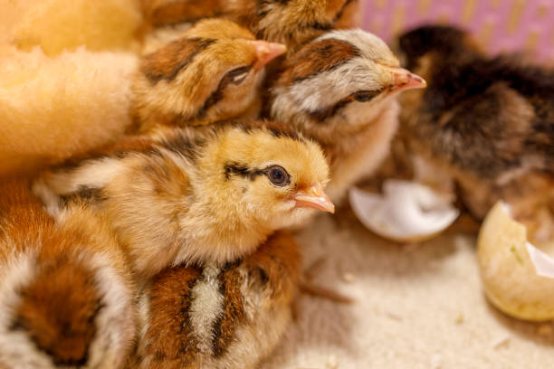 istock Close up of a small yellow chick sitting on straw 1220260392