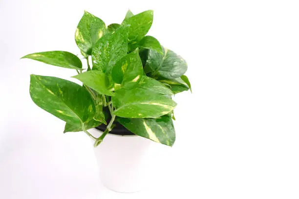 Photo of Houseplants, Golden pothos, Devil's Ivy, vining plant with heart-shaped leaves , Money Plant in pot isolated on white background, Indoor Air Purifying Plants