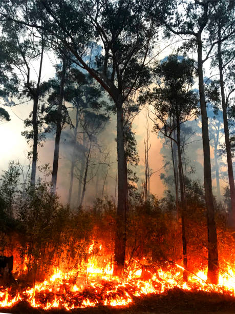 A fire burning on the South Coast of NSW A fire burning on the South Coast of NSW australian forest stock pictures, royalty-free photos & images