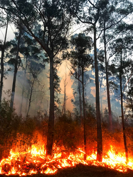 istock A fire burning on the South Coast of NSW 1220262237