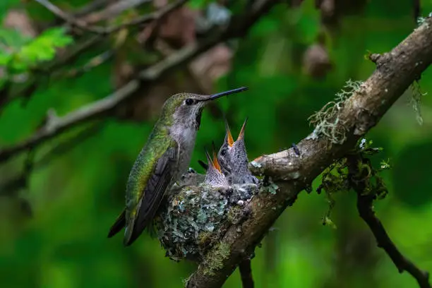 Photo of Female hummingbird feeding two baby in the nest