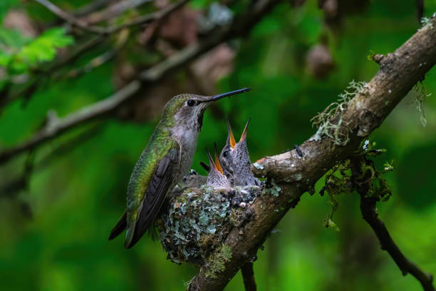 самка колибри кормит двух младенцев в гнезде - photography tree perching animals in the wild стоковые фото и изображения