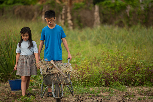An Asia boy carrying weed by using wheelbarrow  in own farm during Covid-19 Coronavirus crisis. His sister is beside with him