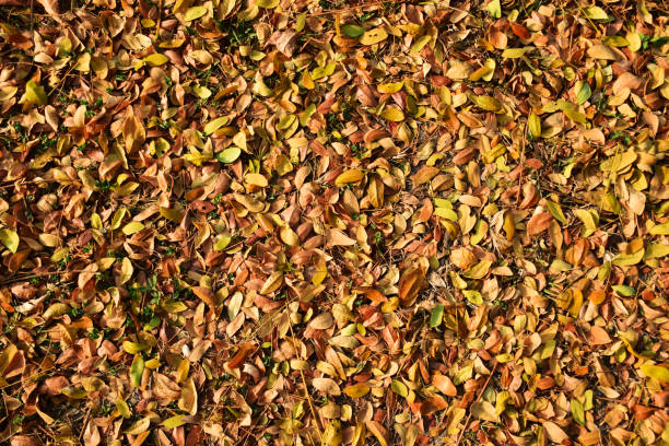 istock Dry leaves that have fallen on the ground 1220264324
