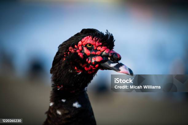 Kylo Rens Bird Stock Photo - Download Image Now - Animal, Animal Body Part, Animal Eye