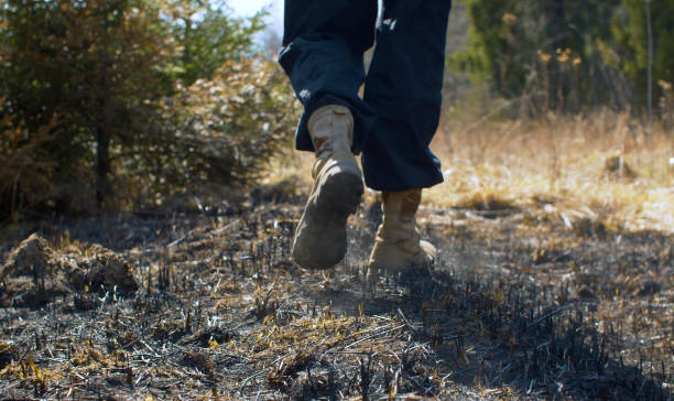 Close up man's feet in trekking boots walking in the place of an extinct forest fire. Burned grass, ashes rise from steps. Early spring, sunny weather.