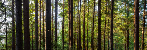 istock Canadian Nature Landscape 1220267592