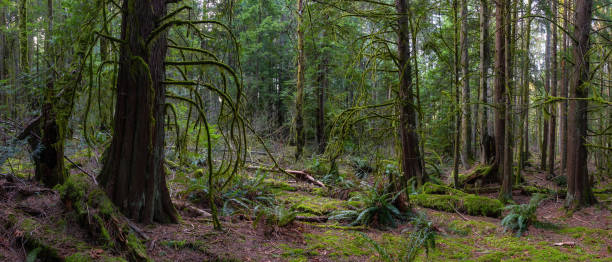 istock Canadian Nature Landscape 1220267601