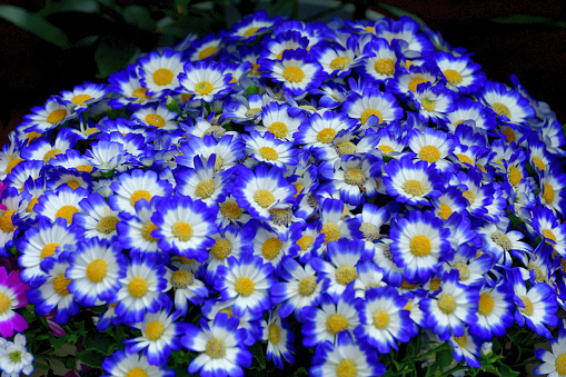 Cineraria is a genus of flowering plant in the sunflower family, blooming from late winter to early spring. Cineraria has many daisy-like flowers covering the top of the plant that can come in shades of pink, red, purple, blue and white. 
Each Cineraria flower has an “eye” in the middle surrounded by a small white ring. Cineraria plants are very fragile perennial plants so they are mostly used as outdoor annual plants.