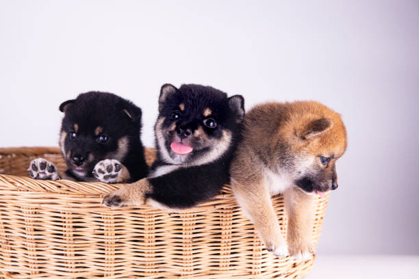 Three Shiba Inu in the basket on white background. Shiba Inu, black and tan, brown. Shiba Inu is a Japanese dog that is famous all over the world. Three Shiba Inu in the basket on white background. Shiba Inu, black and tan, brown. Shiba Inu is a Japanese dog that is famous all over the world. shiba inu black and tan stock pictures, royalty-free photos & images