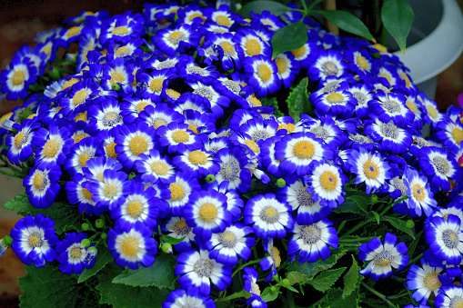 Cineraria is a genus of flowering plant in the sunflower family, blooming from late winter to early spring. Cineraria has many daisy-like flowers covering the top of the plant that can come in shades of pink, red, purple, blue and white. \nEach Cineraria flower has an “eye” in the middle surrounded by a small white ring. Cineraria plants are very fragile perennial plants so they are mostly used as outdoor annual plants.