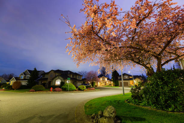 Photo of Beautiful View of Cherry Blossom and Homes in Residential Neighborhood