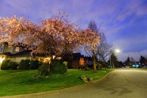 Photo of Beautiful View of Cherry Blossom and Homes in Residential Neighborhood