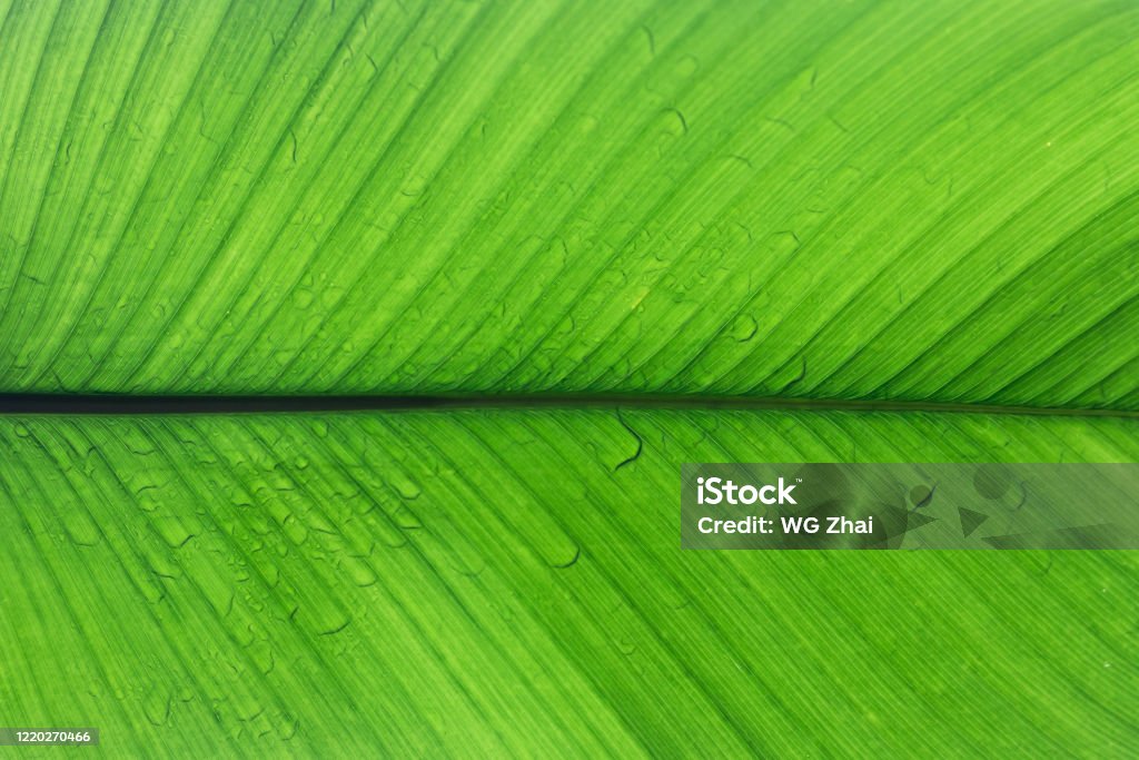 Leaf with texture and raindrops. A wallpaper Leaf with texture and raindrops Abstract Stock Photo