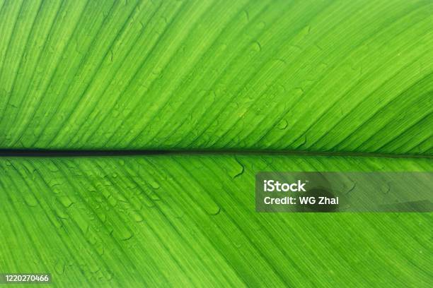 Leaf With Texture And Raindrops A Wallpaper Stock Photo - Download Image Now - Abstract, Backgrounds, Close-up