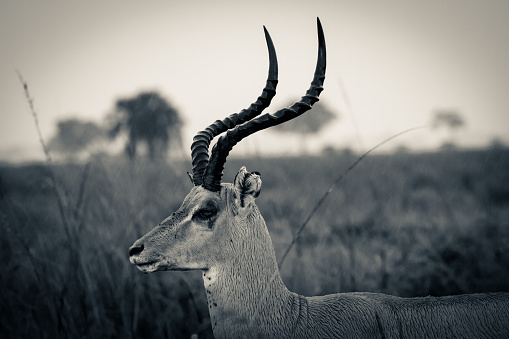 Black and White photo of graceful Impala gazelle in the beautiful Serengeti National Park in Tanzania, Africa