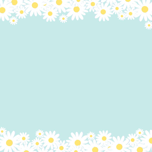 ilustrações de stock, clip art, desenhos animados e ícones de white camomile on blue background. - gardening flower backgrounds beauty in nature