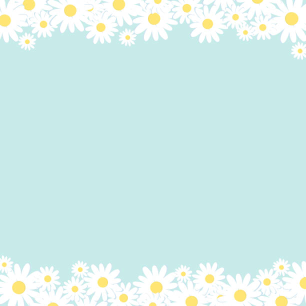 White camomile on blue background. White camomile on blue background. german chamomile nature plant chamomile plant stock illustrations