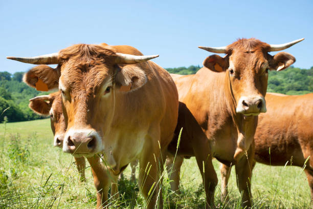 istock portrait of Aubrac cattle 1220271952