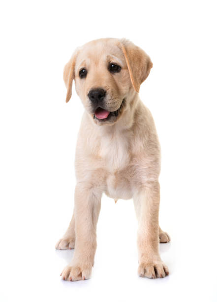 istock puppy labrador retriever 1220272027