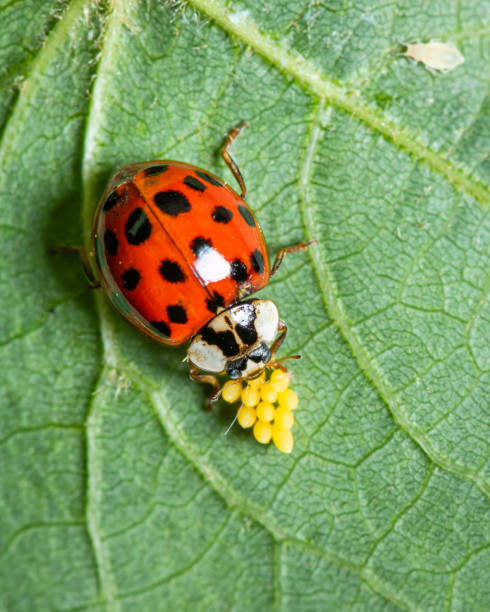 An adult Asian ladybeetle (Harmonia axyridis, Coccinellidae)