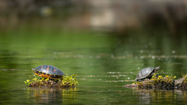 istock European pond turtle (Emys orbicularis) and america pond slider (Trachemys scripta) 1220272231