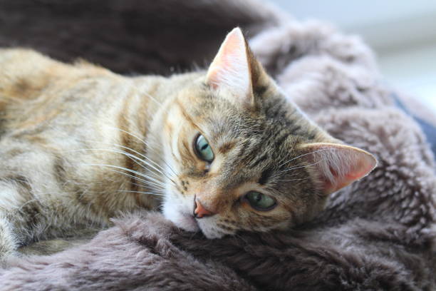 istock Cute fluffy cat with green eyes lies on a soft blanket on a windowsill 1220272267