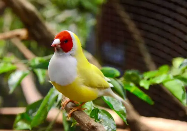 The Gouldian finch, also known as the Lady Gouldian finch, Gould's finch or the rainbow finch, is a colourful passerine bird which is native to Australia.

The Gouldian finch was described by British ornithological artist John Gould in 1844 as Amadina gouldiae, in honour of his deceased wife Elizabeth.