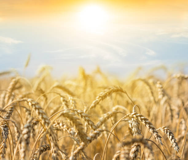 istock golden wheat field at the sunset 1220274077