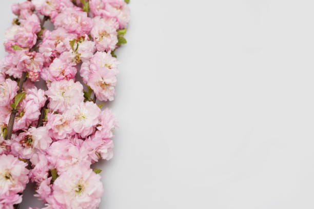 istock Bunch of wild pink roses on white background with a copy space 1220274317