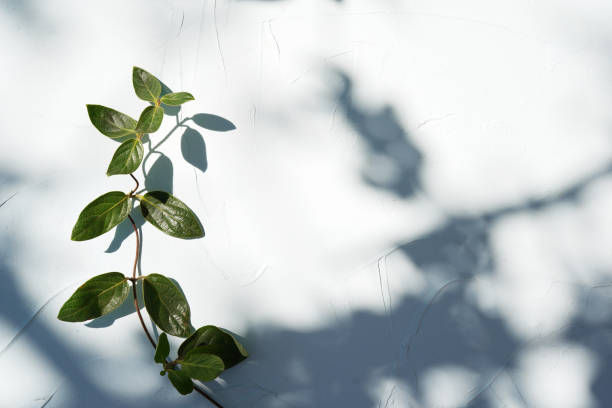 istock Abstract gray shadow background of natural leaves tree branch falling on white wall texture for background and wallpaper 1220274329