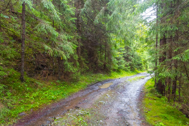 istock dirty ground road through a forest 1220274387