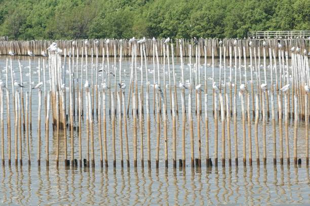 istock seagull in Bang Pu sea, Thailand 1220275304