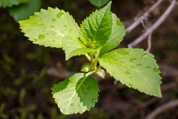 istock Green hydrangea leaves with water drops after the rain 1220276710