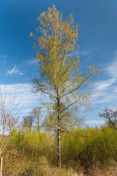 istock A flowering birch on a sunny day in spring 1220277605