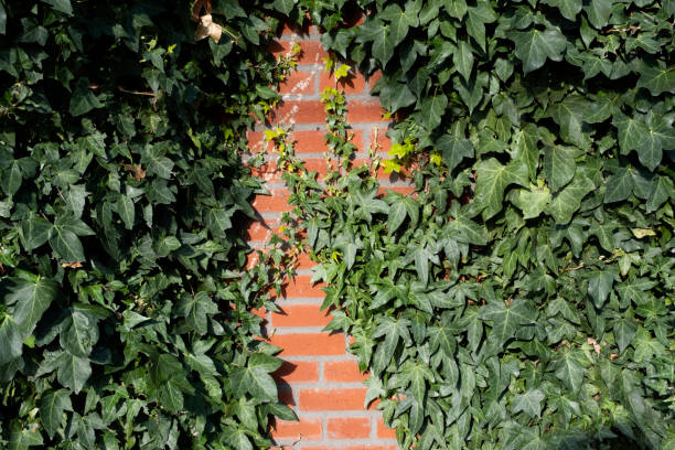 istock Green Creeper Plant on a red brick Wall Background 1220279247