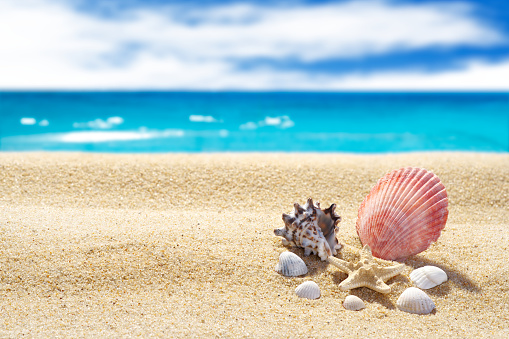 Sea beach, turquoise water, shells and starfish on a background of yellow sand. The background is blurred. Free space for your text or image. The theme of leisure and tourism.A high resolution.