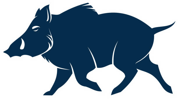 schwein wildtier silhouette isoliert wildschwein schwein - warzenschwein stock-grafiken, -clipart, -cartoons und -symbole