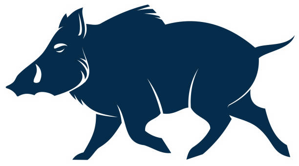 illustrations, cliparts, dessins animés et icônes de porc sauvage de silhouette d’animal le porc de sanglier - sanglier