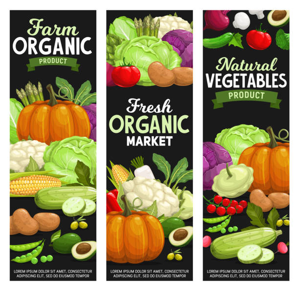 ekologiczna żywność rolnicza, warzywa i warzywa - vegetable leek kohlrabi radish stock illustrations