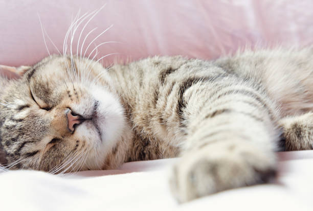 istock male domestic cat sleeps on the bed. 1220283385
