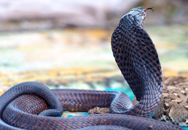 istock King black Cobra with Tongue 1220283449