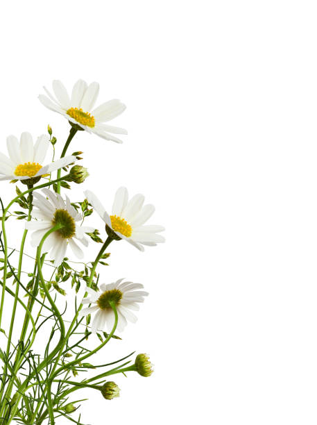 istock Daisy flowers and grass in a corner floral arrangement 1220284268