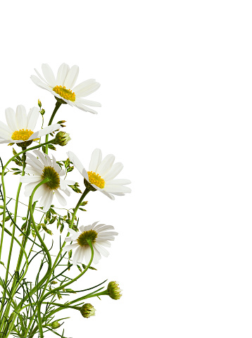 A beautiful white yellow flower of a plant in the garden.