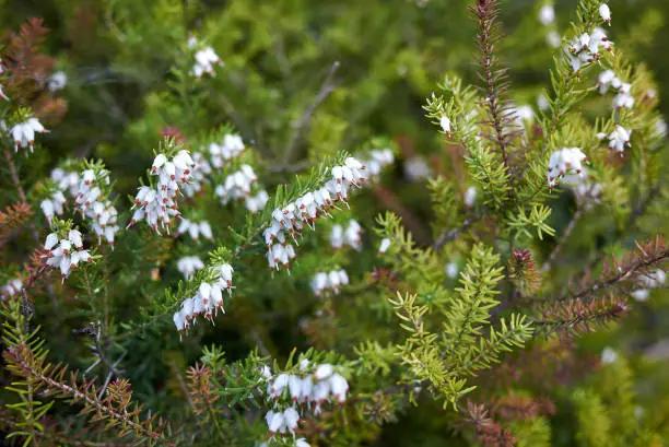 Erica carnea in bloom